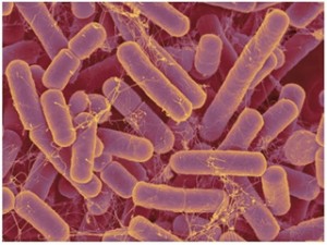 microbiota