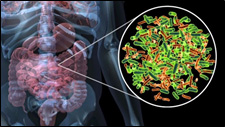 intestino