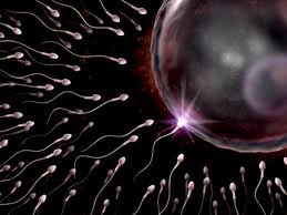 genetica