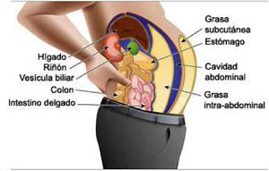 organos