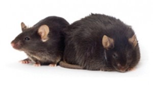 ratones