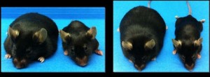ratones2