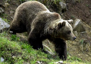 oso