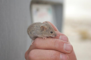 raton