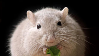 rata