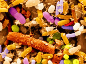 microbiota