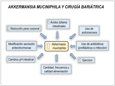 akkermansia_2